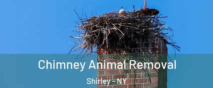  Chimney Animal Removal Shirley - NY