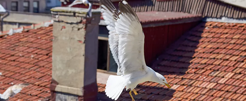 Residential Chimney Animal Removal Solution in Shirley, NY