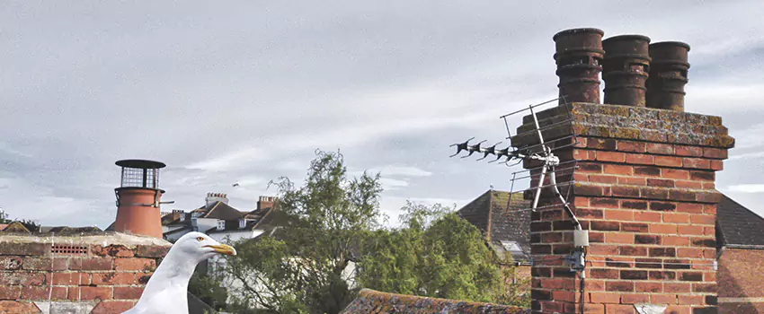 Chimney Cleaning And Restoration in Shirley, New York